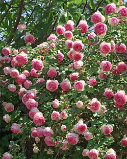 Роза плетистая-клаймбер Пьер де Ронсар