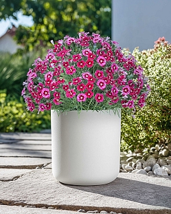 Гвоздика Миньон Дарк Ред