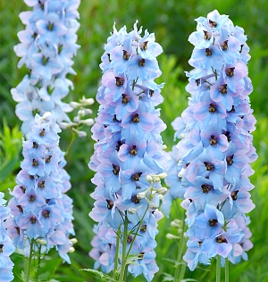 Дельфиниум Моргентау