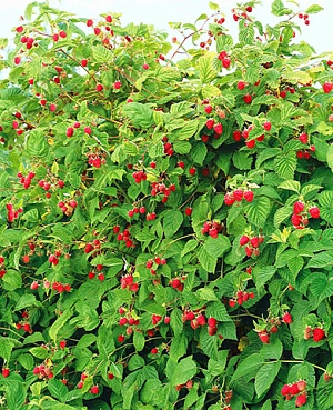 Саженцы Малиновое дерево Сказка