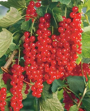 Саженцы Смородина Ровада