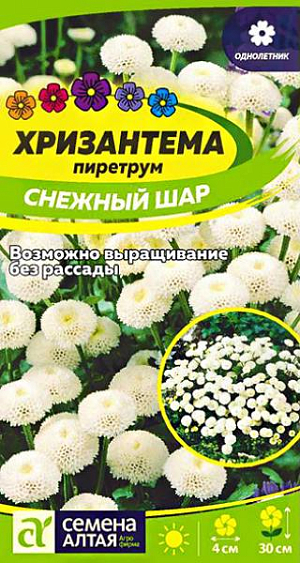 Семена Хризантема "Снежный шар" пиретрум.<br>
Многолетник, культивируемый на территории России как однолетник. Растение высотой около 30 см. Оригинальные соцветия-корзинки диаметром 3-4 см округлые махровые, с крупными краевыми цветками, напоминают снежную звезду. Благодаря экзотической внешности декоративна в любом цветочном оформлении. Используют при создании высоких бордюров, оформлении клумб, для срезки. Хорошо сочетается с гелиотропом, сальвией, бархатцами. Неприхотливое холодостойкое, светолюбивое и достаточно засухоустойчивое растение. Предпочитает солнечные участки на легких дренированных, умеренно плодородных известкованных почвах. При рассадном способе выращивания семена высевают в конце февраля - марте в рассадные ящики, глубина заделки семян 0,3 см. При температуре +18-25°С всходы появляются через 10-20 дней. После появления одного-двух настоящих листочков сеянцы пикируют в отдельные горшочки. На постоянное место рассаду высаживают, начиная с середины мая. Посадочный интервал – 35-40 см. Для усиления ветвления молодые растения прищипывают. Посев семян в открытый грунт (под пленку) проводят в апреле в компостную землю с добавлением торфа и песка. Семена присыпают листовым грунтом, слегка уплотняют сверху, а затем обильно поливают. При густом взращивании семян следует обязательно проредить всходы. Возможен подзимний посев семян в открытый грунт. Цветение обильное с июля по сентябрь.
