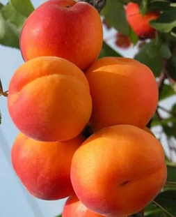 Саженцы Абрикос Триумф Северный
