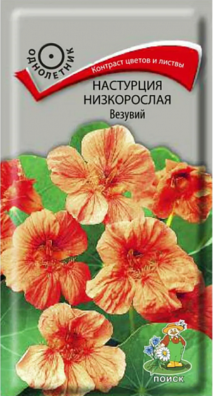 <div>
 Семена Настурция низкорослая Везувий.
</div>
 Контраст ярких цветов и темной листвы.&nbsp;Куст шарообразный, высотой до 40 см. Листья темно-зеленые. Цветы розово-лососевые, расположены поверх листьев. Цветет обильно с июля по октябрь. Используют для бордюров, рабаток, укрытия склонов, балконных ящиков.<br>
 <b><br>
 </b><b>Агротехника.</b>&nbsp;Растение предпочитает солнечные или слегка затененные места, умеренно плодородные и влажные почвы. Семена высевают в мае прямо в открытый грунт, в лунки по три семени. Глубина заделки семян 2 см. При температуре почвы +20°C всходы появляются на 14-20 день. Расстояние между растениями 20-30 см. Семена соответствуют требованиям международных стандартов и ГОСТу РФ 12260-81.