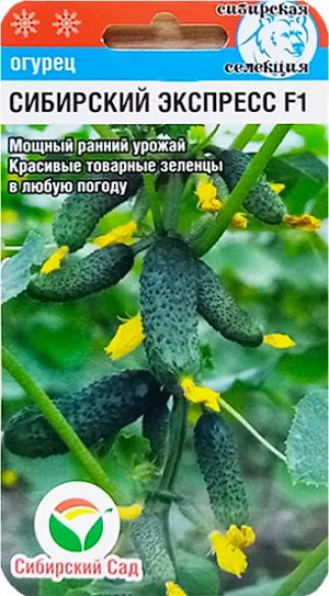 Семена Огурец Сибирский экспресс F1