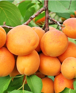 Саженцы Абрикос Харгранд