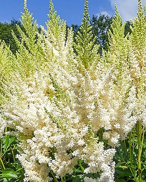 Астильба Айвори перлс