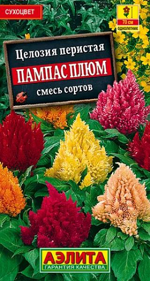 Семена Целозия Пампас Плюм смесь окрасок.
Быстрорастущее растение с яркими соцветиями. Кусты пирамидальные, компактные,мощные, высотой до 100 см. Цветки мелкие, собраны в крупные ветвистые соцветия. Цветение обильное и продолжительное, с июля до заморозков. Целозии теплолюбивые, засухоустойчивые, предпочитают солнечные, защищенные от ветра места. Используются в групповых и одиночных посадках в цветниках, рабатках и на клумбах. Отличный материал для составления зимних сухих композиций. Агротехника. Посев на рассаду в конце марта – начале апреля. Всходы появляются через неделю. С появлением одного-двух настоящих листьев сеянцы пикируют в отдельные горшочки. В открытый грунт рассаду высаживают в начале июня, когда минует угроза заморозков. Растениям необходимы своевременные поливы, прополки, рыхления и подкормки. 