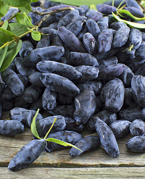 Саженцы Жимолость Бакчарский великан