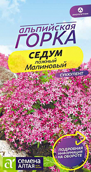 Семена Седум "Малиновый".<br>
Эффектное многолетнее низкорослое растение с плотными ползучими и приподнимающимися побегами. Растение компактное, высотой до 15 см. Эллиптической формы средние листья имеют зубчатые края. Мелкие цветки пурпурного цвета собраны в плотные соцветия. Во время цветения невысокий кустик покрывается цветками до такой степени, что даже не видно стеблей и листьев. Вследствие этого вид имеет другое название – пурпурный ковер. Широко используется в мире ландшафтного дизайна, в различных композициях. Зимостойкое и засухоустойчивое растение. Предпочитает плодородные почвы и солнечные участки. Посев семян проводят весной в небольшую емкость. Смесь для посева готовят из дерновой почвы и песка. Поверхность грунта выравнивают и уплотняют, затем распределяют по поверхности семена. Сверху посевы присыпают тонким слоем песка и увлажняют. Посевы накрывают стеклом и помещают на две недели в холодильник с температурой +6-7С. Затем ёмкость выставляют в тепло. Посевы регулярно проветривают и увлажняют.