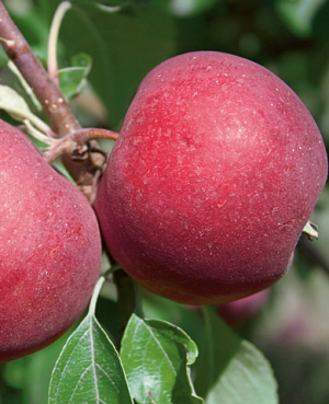 Саженцы Яблоня Степановское