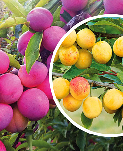 Саженцы Комплект полукарликовых слив №6: Маньчжурская красавица, Скромница