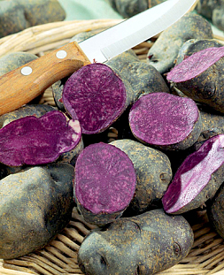 Семенной Картофель Чудесник