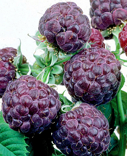 Саженцы Малина Глен Кое