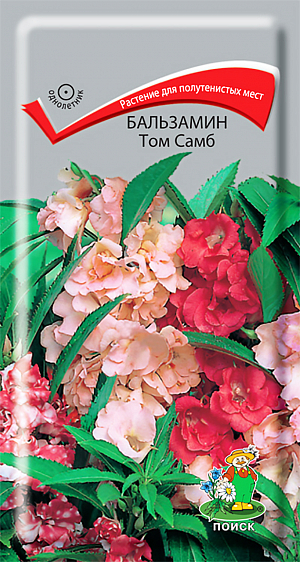 Семена Бальзамин Том Самб.
Непревзойденное растение для полутенистых мест. Куст с густой листвой, высотой до 30-45см. 
Цветки разнообразной окраски: розовой, карминной, лиловой, белой. Цветет обильно с июня по сентябрь. 
Используют для клумб, рабаток.
Агротехника. Растение теплолюбивое, хорошо растет на открытых солнечных местах или в полутени. 
Обильно цветёт на лёгких, плодородных почвах. Посев семян производят в рассадные ящики в марте-апреле. 
Посевы засыпают мелкозернистым песком слоем 3 мм и поддерживают постоянную влажность. 
При температуре почвы +18-20°C всходы появляются через 15-20 дней.
Сеянцы пикируют в горшочки по одному растению. В грунт высаживают по окончании заморозков с комом земли. 
Расстояние между растениями 15-20 см.