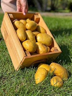 Картофель Сармат