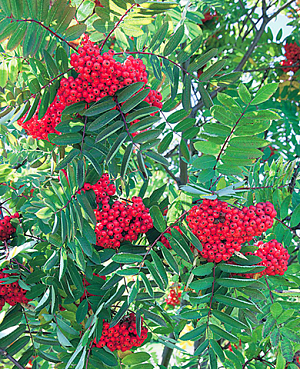 Саженцы Рябина Сахарная Петрова