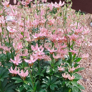 Лилия кудреватая (мартагон) Пинк Морнинг
