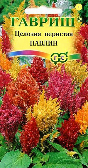 Семена Целозия перистая Павлин.
Растение, высотой до 50 см, с зелеными листьями и оригинальными метельчатыми соцветиями. 
Цветет с июля по сентябрь. Используют для посадки группами, на клумбах и на срезку, дня составления сухих букетов.
Теплолюбивое растение, наибольшей декоративности достигает при посадке на солнечных, защищенных от ветра, местах и достаточно плодородных почвах. Семена высевают в марте в рассадные ящики, слегка присыпая землей. 
При температуре почвы 18-25°C всходы появляются через 14-20 дней. 
Для выращивания полноценной рассады, производят две пикировки, одну - после развития у сеянцев нескольких листочков, вторую - в середине мая в 7-см горшки. Рассаду высаживают в открытый грунт в первой половине июня, когда минует угроза заморозков, выдерживая расстояние между растениями 20-25 см.