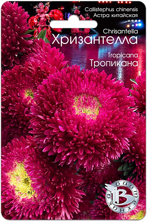 Семена астра Хризантелла Тропикана.<br>
<div>
 <br>
 Профессиональная серия для срезки .Сочетание качества и стойкости хризантемы и очарование астры.Соцветия диаметром от 12 до 15 см, настолько прочные, что не повреждаются любым дождем.Мощная корневая система обеспечивает устойчивость к полеганию.<br>
 <br>
 Новейшее направление в селекции и качестве астры, выращиваемой из семян.
</div>
<p>
 Удалось получить сочетание качества и стойкости хризантемы и очарование астры.Впервые представляется селекционная группа астры, объединенная не только общими ботаническими признаками, но и впечатлением, ассоциациями и переживаниями.
</p>
<p>
 Хризантелла – настроение, воплощенное в цветке.Форма цветка и расцветка подтверждена грунт-контролем данной партии. Однородность растений обеспечена калибровкой семян.
</p>
<p>
 Высота растения 60-80 см., стебель толстый и жесткий, активно формирует цветоносы второго порядка, которые дают 10-15 цветков на куст.
</p>
<p>
 Посев: апрель-начало мая для цветения в августе-сентябре. Семена равномерно распределяют по поверхности подготовленного стерильного (для избежания поражения сеянцев черной ножкой) грунта, слегка присыпают субстратом, полив теплой водой.
</p>
<p>
 Прорастание: 12-16 дней при температуре 15-16 °С.
</p>
<p>
 Пикировка: в фазе 2-3 настоящих листьев растения пикируют в горшки диаметром 6 см. Оптимальная температура при выращивании 14-16°С.
</p>
<p>
 Высадка в грунт: рассаду высаживают в грунт в возрасте 40-50 дней. При высадке рекомендуется схема 15x20 см., 32 растения на м кв.
</p>
<p>
 Грунт: богатые гумусом суглинистые почвы, рН 5,5-6,5.
</p>
<p>
 Особенности: не рекомендуется выращивать астры на одном месте более одного года. Не допускать плотных посадок, чтобы избежать поражения грибковыми заболеваниями.<br>
</p>
 <br>