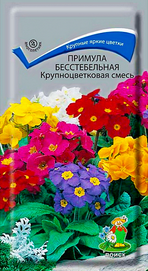 <div>
 Семена Примула бесстебельная Крупноцветковая смесь.
</div>
 Крупные яркие цветки на коротких цветоножках переливаются всеми цветами радуги.&nbsp;Растение высотой 12-15 см. В центре каждого цветка - желтый глазок. Розетка продолговатых светло- зеленых, морщинистых листьев служит фоном. Цветет с апреля почти 50 дней. Используют для бордюров, клумб, в миксбордерах, альпинариях. Эффектно выглядит под деревьями и кустарниками.<br>
 <b><br>
 </b><b>Агротехника.</b>&nbsp;Растение зимостойкое. Предпочитает затененные места с легкими питательными дренированными почвами. На одном месте растет 5-7 лет. Размножают осенним или весенним посевом семян в открытый грунт. При температуре почвы +16-18°C всходы появляются на 16-18 день. Расстояние между растениями 10-15 см.&nbsp;