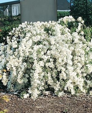 Жасмин Вайт рок