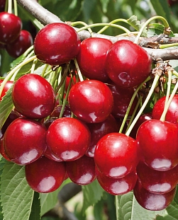 Черевишня (дюк) Живица