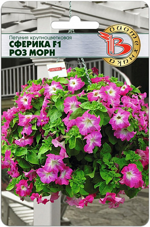 <blockquote>
</blockquote>
Семена Петуния Сферика F1 Роз Морн крупноцветковая.
<div>
 Одна из самых низких крупноцветковых петуний <br>
 Очень крупный нежный волнистый цветок, 10-12 см в диаметре <br>
 Раннее начало продолжительного цветения <br>
 Может использоваться и для вертикального озеленения.<br>
 Интересная серия петунии, получившая сочетание превосходных качеств нескольких премиальных групп.<br>
 Хотя куст необычно компактен, высотой всего 20-25 см, цветы очень крупного размера, нежные и яркие. <br>
 Куст интенсивно ветвится, разрастаясь в ширину до 30-35 см. Побеги не вытягиваются в течение всего периода вегетации. <br>
 Благодаря этим свойствам, хороша для вазонов и подвесных корзин, а так же для создания шаровидных инсталляций. <br>
 Высадка: посев на рассаду производится с февраля по март. Драже высеваются в рассадные ящики на поверхность подготовленного стерильного грунта. Драже грунтом не присыпаются. Очень важно следить, чтобы высеянные драже были постоянно увлажнены и не пересыхали. <br>
 Прорастание: всходы появляются на 14-20 день, при температуре проращивания 18-20°С. <br>
 Пикировка: с марта по апрель проводят пикировку сеянцев в кассеты 3x3 см. Температура выращивания 15-17°С. С апреля по май производится пересадка в горшки диаметром 9 см. В горшках доращивание производится при температуре 12-16°С. Такая температура позволяет получить хорошо развитую коренастую рассаду. Возраст рассады перед высадкой на постоянное место должен составлять три месяца. <br>
 Грунт: должен быть легкий, с высоким содержанием питательных веществ и иметь значение рН 5,5-6. <br>
 Высадка в грунт: производят, когда полностью минует угроза заморозков. <br>
 Удобрение: петуния требовательна к содержанию питательных веществ. Подкормки проводятся комплексным минеральным удобрением, содержащим микроэлементы.
</div>
<p>
</p>
 <br>