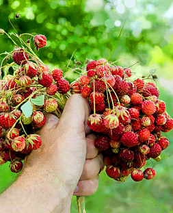 Саженцы Клубники (Земляники) мускатной