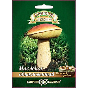 Мицелий грибов Масленок на зерновом субстрате Мицелий грибов Масленок на зерновом субстрате
