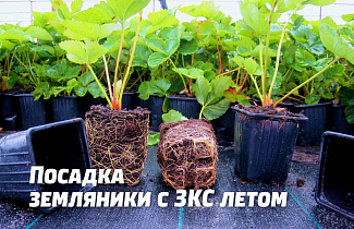 Высадка земляники (клубники) летом с ЗКС: особенности посадки и ухода