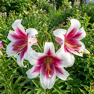 Лилия лонгифлорум Цирано