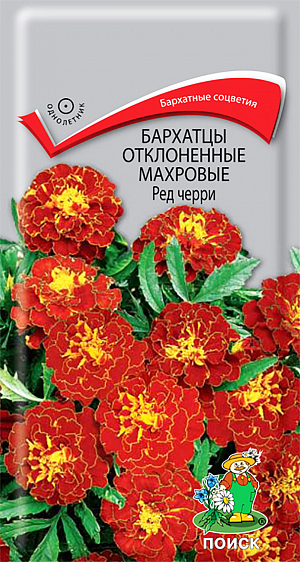Семена Бархатцы Ред черри отклоненные.
Очень нарядные бархатные цветы. Куст компактный высотой около 30 см, густооблиственный.
 Соцветия крупные махагоно-красного цвета с желтой полоской по краю лепестков.
 Цветёт с июня по сентябрь. Используют для клумб, рабаток, бордюров и создания декоративных пятен. 
 Растение светолюбивое, засухоустойчивое. 
Предпочитает плодородные и солнечные места (может расти при небольшом затенении). 
Размножают посевом семян в марте-апреле. Глубина заделки семян 0,5-1 см. 
При температуре почвы +18°C всходы появляются через 7-15 дней. 
Сеянцы содержат при умеренной температуре, пикируют в фазе 2-х настоящих листьев. 
Высаживают в открытый грунт в конце мая - начале июня (когда минует угроза поздневесенних заморозков). 
Расстояние между растениями при посадке 20 см.