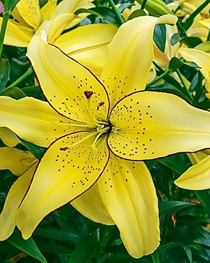 Лилия ОА-гибрид Филдз ов Голд