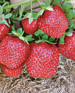 Саженцы Клубники (Земляники) Елизавета 2