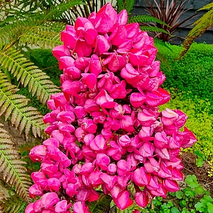 Флокс метельчатый Бутоник