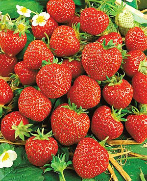 Саженцы Клубники (Земляники) Зенга Зенгана