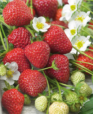 Саженцы Клубники (Земляники) Остара