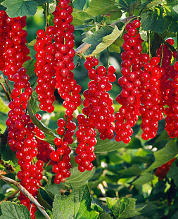 Саженцы Смородина Руднеус