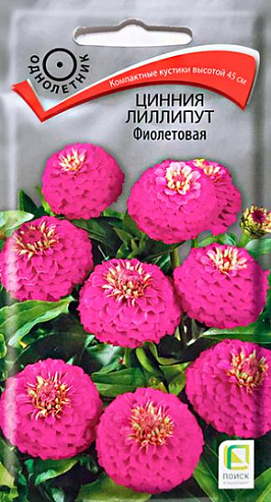 Семена&nbsp;Цинния лиллипут Фиолетовая.&nbsp;Компактные кустики с изящными шаровидными соцветиями.&nbsp;Распространенное засухоустойчивое неприхотливое растение, образующее разветвленные кустики до 45 см высотой. Соцветия многочисленные, небольшого диаметра, махровые. Окраска - фиолетовая. Цветет обильно, с июля до октября. Используют в клумбах, рабатках, группах и для срезки.<br>
 <br>
&nbsp;Агротехника.&nbsp;Наибольшей декоративности достигает на открытых солнечных местах и легких почвах. Хорошо отзывается на обильный полив и подкормки минеральными удобрениями. Семена высевают в апреле в рассадные ящики, слегка присыпая землей. При температуре почвы 18-25°С всходы появляются на 6-10 день. На постоянное место рассаду высаживают в конце мая, когда минует угроза весенних заморозков, выдерживая расстояние между растениями 30-35 см.