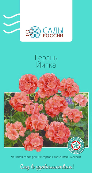 Герань Прекрасные славянки Йитка

Пеларгония зональная, или садовая, известна также как герань. Широко используется не только как комнатное растение, но и для украшения балконов, клумб, рабаток, различных цветочниц. При семенном размножении получается, как правило, более выравненный и здоровый посадочный материал. Цветки ярких окрасок образуют крупные соцветия. Растения компактные с выразительной листвой, высокоустойчивы к вредителям и неблагоприятным погодным условиям. Обильно цветут в течение всего сезона до самых морозов. 