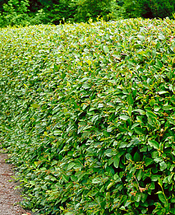 Кизильник блестящий