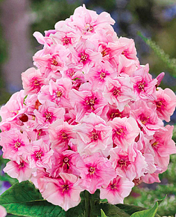 Саженец Флокс метельчатый Зенобия