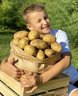 Семенной Картофель Терра