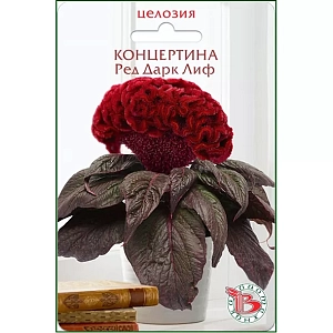 Целозия горшечная Концертина Ред Дарк Лиф

Отличное растение для домашнего хобби! Карликовая серия Целозии гребенчатой для малообъемного выращивания. Розетка листьев диаметром 15-20 см, соцветие - 10-12 см. Прекрасно подходит для выращивания на подоконнике или балконе. 
Посев: в течение всего года, семена в гранулах раскладываются равномерно на поверхности грунта, дополнительно грунтом не присыпаются. Прорастание: 7-10 дней при температуре 22-25 ºС, при выращивании в темное время года необходима досветка 14-16 часов. Пикировка: на стадии 3-4 настоящих листьев в горшки объёмом не менее 100 мл. Цветение: бутоны закладываются на 6-7 неделе выращивания, полное цветение наступает на 14-16 неделе. На одно взрослое растение потребуется 2,5 литра грунта. Подкормка комплексным минеральным удобрением с микроэлементами. Рекомендуется выращивать на солнечных, ярко освещенных местах.