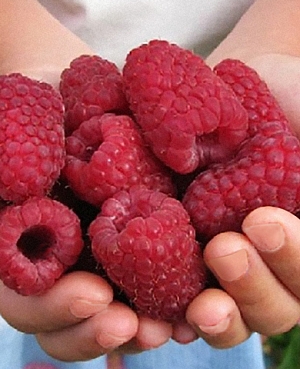 Саженцы Малина Тадмор