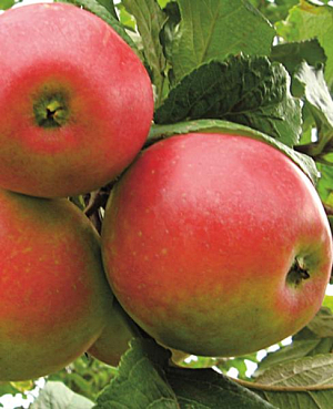 Саженцы Яблоня зимняя Краса Свердловска