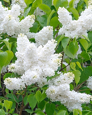 Сирень обыкновенная Мадам Флорен Степман