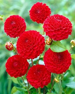 Георгин помпонный Несцио