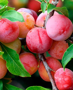 Саженцы Слива Пионерка